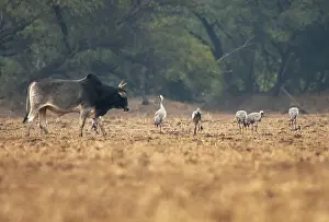 Common Crane Species Drucke: Common Crane, Grus grus