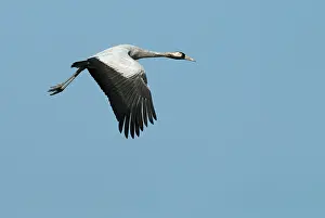 Common Crane Images Drucke: Common Crane, Grus grus