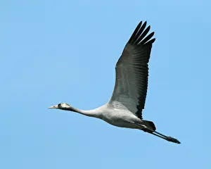 Common Crane In Flight Drucke: Common crane, Grus grus