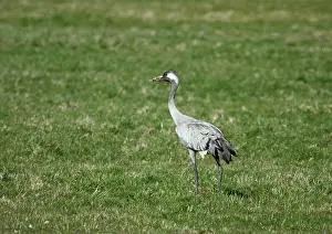 Grus Grus Species Drucke: Common Crane, Grus grus