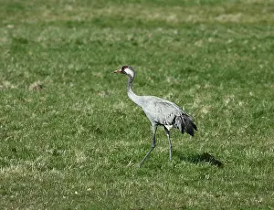 Grus Grus Species Drucke: Common Crane, Grus grus