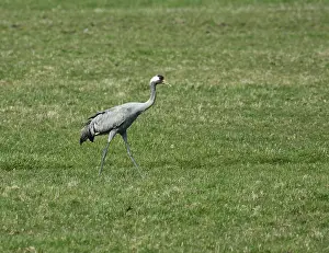 Eurasian Crane Species Drucke: Common Crane, Grus grus