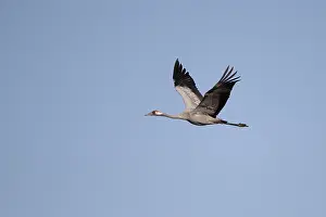 Denmark Wildlife Images Drucke: Common Crane, Grus grus