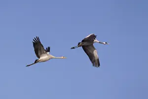 Common Crane Migration Drucke: Common Crane, Grus grus