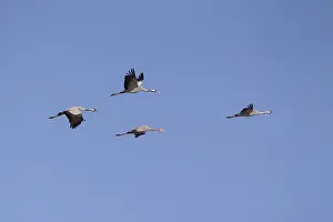 Common Crane Migration Drucke: Common Crane, Grus grus