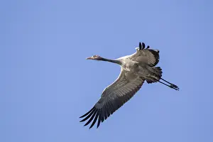 Common Crane In Flight Drucke: Common Crane, Grus grus