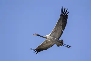 Common Crane In Flight Drucke: Common Crane, Grus grus