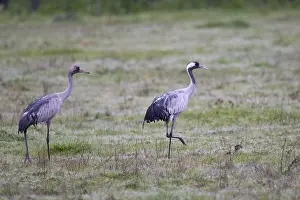 Extremadura Wildlife Images Drucke: Common Crane, Grus grus