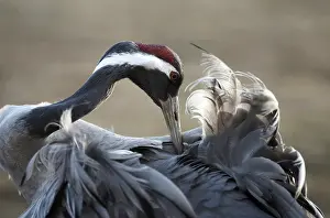 Nature Portrait Photography Drucke: Common Crane, Grus grus