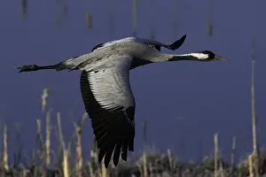 Common Crane Species Drucke: Common Crane, Grus grus