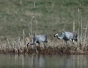 Common Crane Wildlife Drucke: Common Crane, Grus grus