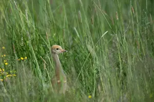 Finland Wildlife Images Drucke: Common Crane, Grus grus