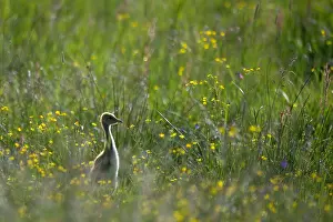 Juni Drucke: Graugans, Grus grus