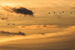 Spain Wildlife Photography Drucke: Common Crane, Grus grus