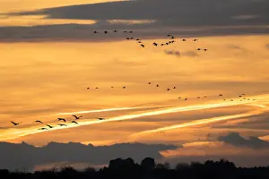 Spain Wildlife Images Drucke: Common Crane, Grus grus
