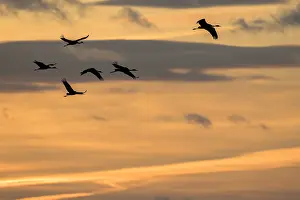 Spain Wildlife Photography Drucke: Common Crane, Grus grus