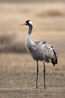 Grus Grus Species Drucke: Common Crane, Grus grus