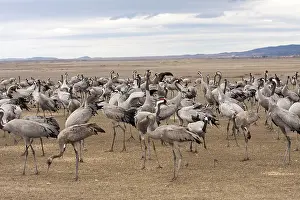 Spain Wildlife Images Drucke: Common Crane, Grus grus