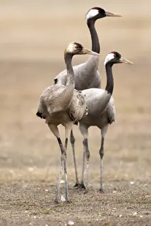Grus Grus Species Drucke: Common Crane, Grus grus