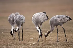 Grus Grus Species Drucke: Common Crane, Grus grus