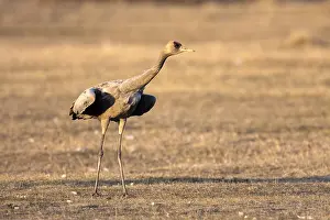 Grus Grus Species Drucke: Common Crane, Grus grus