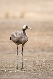 Grus Grus Habitat Drucke: Common Crane, Grus grus