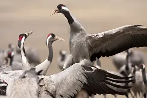 Grus Grus Habitat Drucke: Common Crane, Grus grus