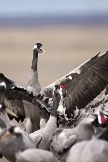 Grus Grus Species Drucke: Common Crane, Grus grus