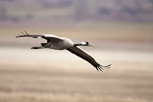 Dawn Landscape Photography Drucke: Common Crane, Grus grus
