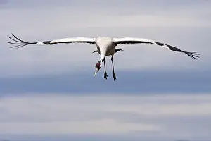 Februar Drucke: Grauer Kranich, Grus grus