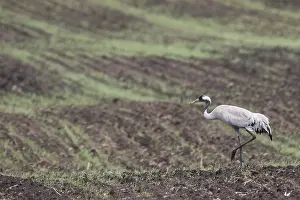 Grus Grus Species Drucke: Common Crane, Grus grus