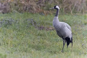 Nature Photography Birds Drucke: Common crane, Grus grus