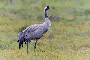 Grus Grus Species Drucke: Common crane, Grus grus