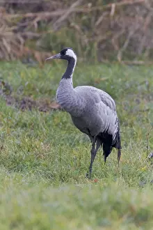 Nature Photography Birds Drucke: Common crane, Grus grus