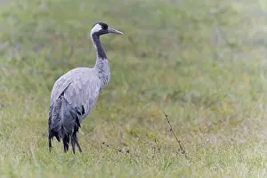 Wildlife Animals Drucke: Common crane, Grus grus