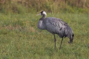 Wildlife Animals Drucke: Common crane, Grus grus