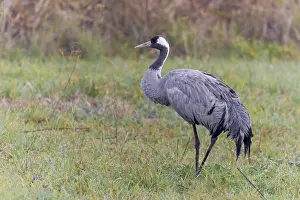 Wildlife Animals Drucke: Common crane, Grus grus