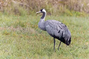 Wildlife Animals Drucke: Common crane, Grus grus
