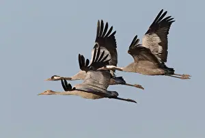 Finland Nature Photography Drucke: Common Crane, Grus grus