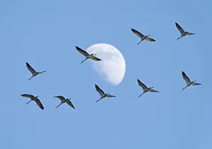 Animal Fauna Europe Drucke: Common Crane;Grus grus grus