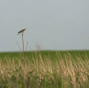 Bilder Datiert 2. Juli 2007: Grauschnäbel