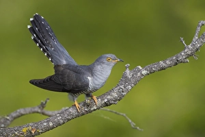 Common Cuckoo, Cuculus canorus