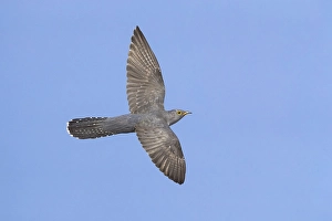 Blue Sky Wildlife Images Drucke: Common Cuckoo, Cuculus canorus