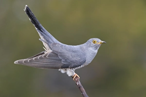 Common Cuckoo, Cuculus canorus