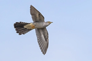 Blue Sky Nature Images Drucke: Common Cuckoo, Cuculus canorus