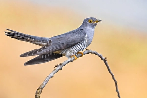 Nature Animal Images Drucke: Common Cuckoo, Cuculus canorus