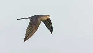Common Cuckoo, Cuculus canorus