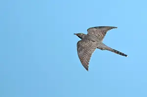 Bilder Datiert 30. August 2022: Grauschnäbel, Cuculus canorus