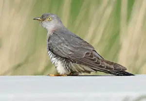 Nature Outdoor Photography Drucke: Common Cuckoo, Cuculus canorus