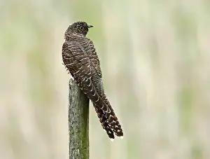 Grauschnäbel, Cuculus canorus